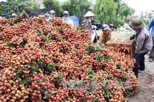 Hải Dương xúc tiến đưa vải thiều sang Mỹ